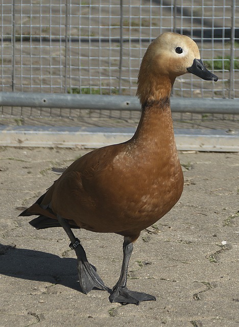与其他NB